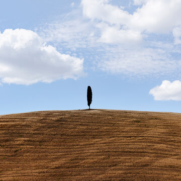 Cypr&egrave;s solitaire sur les collines de Toscane