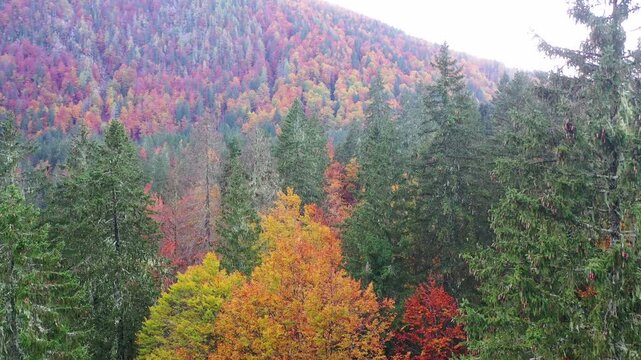 Autumn trees, aerial view