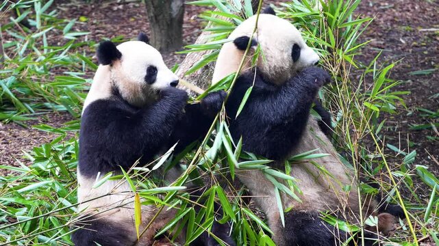 Two giant pandas eating bamboo together