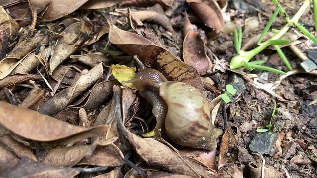 Snail Eating Leaf on Ground, Close-Up Shot of Snail Crawling in Garden Nature Background.