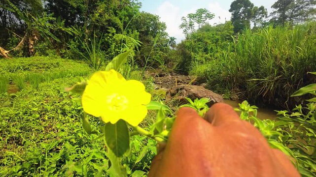Person touching bright yellow flower near stream in lush green nature