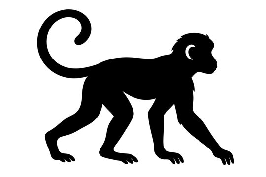 Walking monkey side view silhouette with curled tail vector illustration.