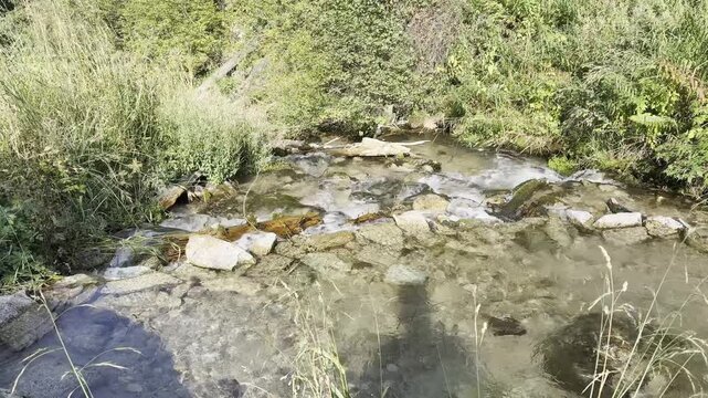 river in the forest