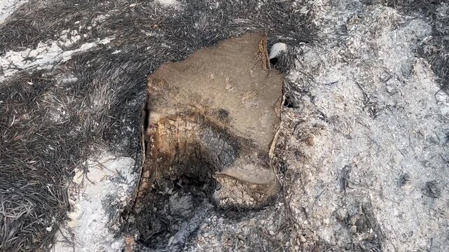 Burnt Tree Stump and Root System in Wildfire Aftermath