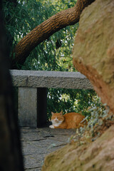 Relaxed Cat in a Serene Garden