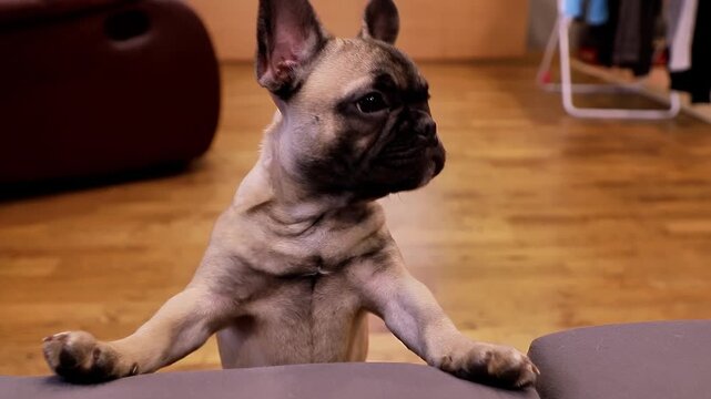 French Bulldog puppy with erect ears and curious expression leans over a couch, showcasing playful demeanor in a cozy living room with wooden flooring and soft furnishings in the background