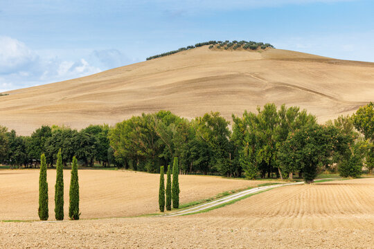 Cypr&egrave;s et vignobles dans les collines dor&eacute;es de Toscane