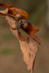 Vertical macro shot of acorn cluster on dry oak leaves © Natalia
