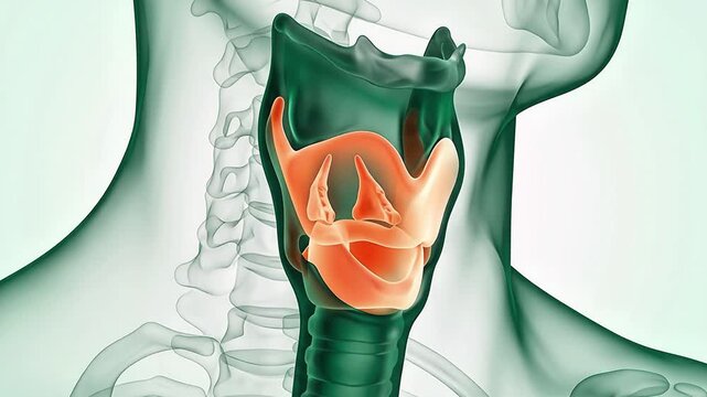 3D medical animation of the human larynx and vocal cords showing the internal anatomy of the throat and respiratory system.