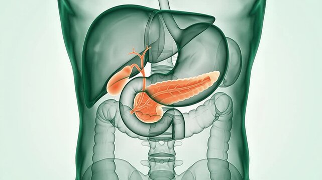 Anatomical 3D animation showing the human digestive system with focus on the pancreas and gallbladder within the abdominal cavity.