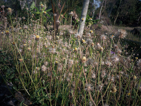  Close-up of Tridax Procumbens Wildflowers in a Sunlit