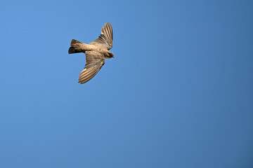 Obraz premium flying Eurasian crag martin // fliegende Felsenschwalbe (Ptyonoprogne rupestris) 