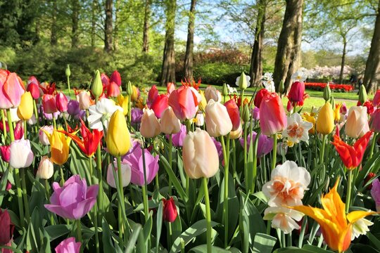 Spring flowers tulips and daffodils in Keukenhof garden. Colorful spring park.