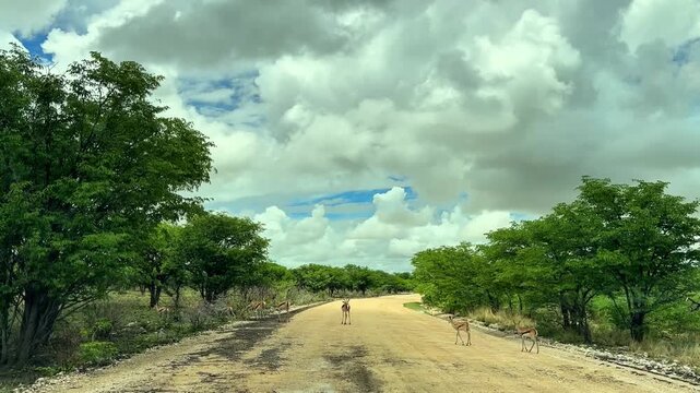 Antelope Crossing a Dirt Road During a Safari in Namibia