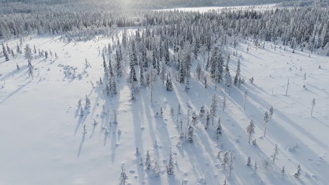 Aerial drone view of a snowy pine forest on a bright winter day. Cold fir trees covered in snow, seasonal winter nature background.