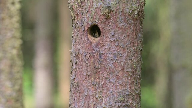 Great spotted woodpecker male feeding chicks at the nest hole in stem 120fps