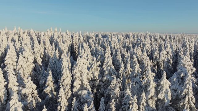 Aerial drone view of a snowy pine forest on a bright winter day. Cold fir trees covered in snow, seasonal winter nature background.