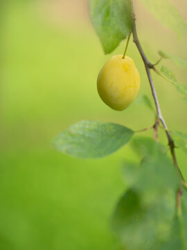 Ripe yellow plum growing on a tree branch with green leaves on blurred background with copy space
