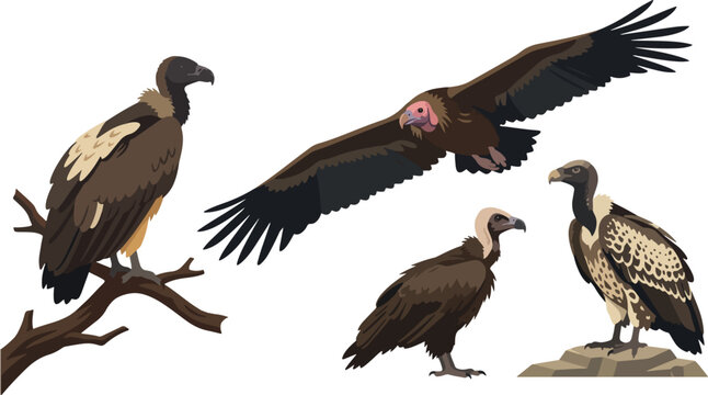 African vulture vector illustration of various birds perched on branch or flying against isolated white background