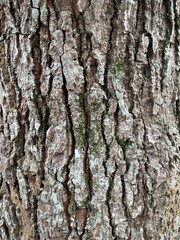 Fototapeta premium Natural Tree Bark Texture with Moss and Lichen