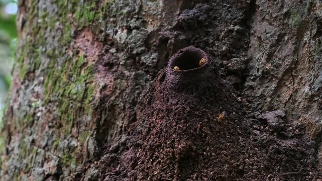 Wasps are emerging from the tree trunk where their nest is located, Wasp, nest, tree trunk , Amazonas, Manaus, Brazil