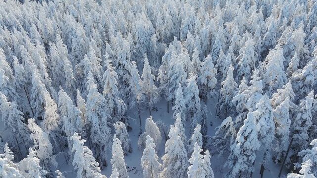 Aerial drone view of a snowy pine forest on a bright winter day. Cold fir trees covered in snow, seasonal winter nature background.