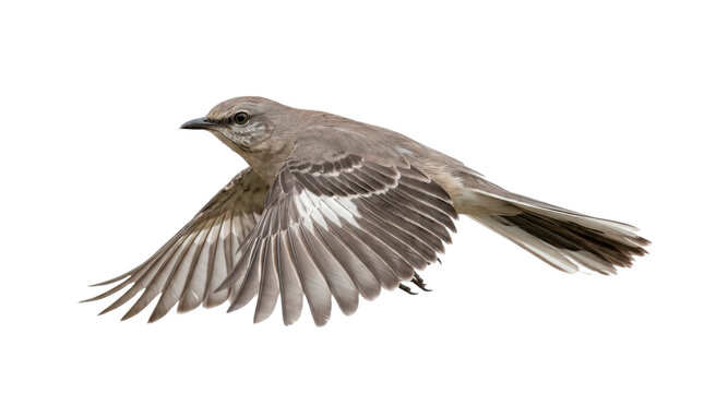 Gray mockingbird in flight with fully extended wings, streamlined body, layered gray feathers, pale wing markings, and realistic avian anatomy. Photorealistic studio product photography, side 3/4