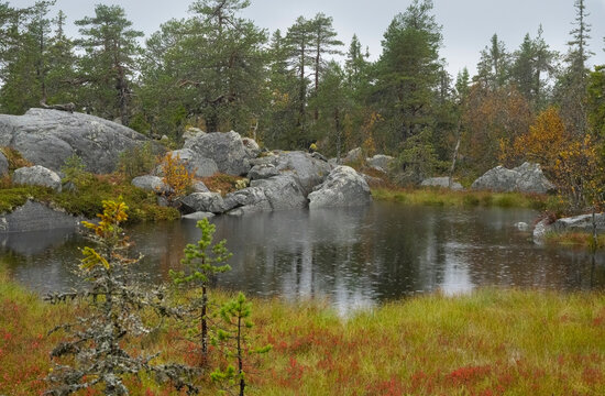 A small forest lake with autumn tundra vegetation