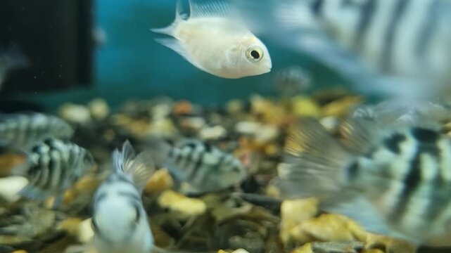 Small striped convict cichlid fish swimming in a freshwater aquarium with gravel substrate