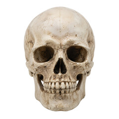 Fototapeta premium Detailed human skull, front view, showing intricate bone texture and teeth, isolated on a clean white background