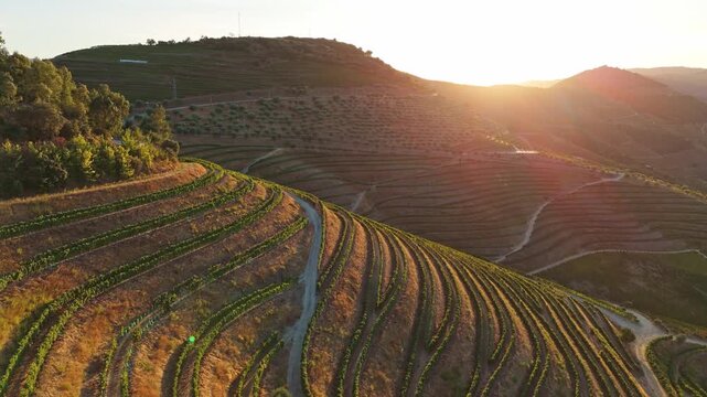 Drone view of vineyards and hills in Douro Valley, Portugal, with Douro valley hills, terraced vineyards, and terraced vineyard texture. Slide trucking shot