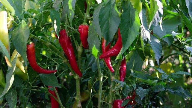 Farmer hands cutting ripe red and yellow chili peppers with pruners from plant in garden, harvest video