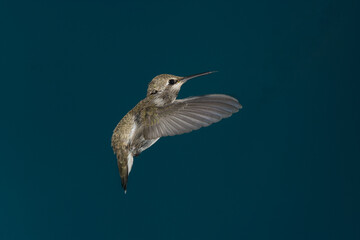 Fototapeta premium Calliope hummingbird in flight