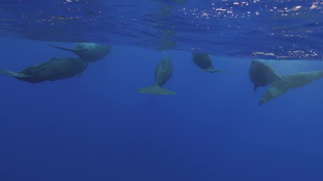 A pod of sperm whale dives gracefully into the deep blue waters of Mauritius, its massive body disappearing beneath the surface as it descends into the depths of the Indian Ocean. A majestic glimpse