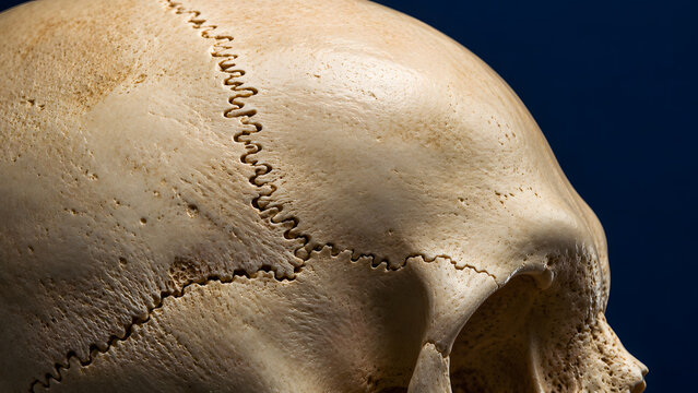 Close up side view detailed macro shot of a human skull showing cranial suture lines isolated against a dark blue background
