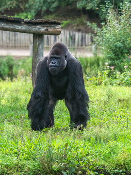 Lowland gorilla in Beekse Bergen Safari Parc