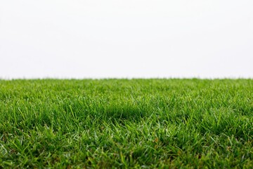 Obraz premium The Grass Field Under a Bright Sky with Fresh Morning Light