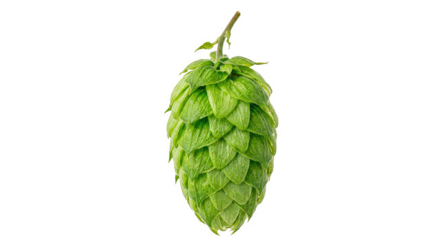 Green hop cone with layered delicate bracts, tapered oval form, fresh botanical texture, and vivid natural brewing-ingredient appearance. Photorealistic, macro front 3/4 view, vertical orientation,