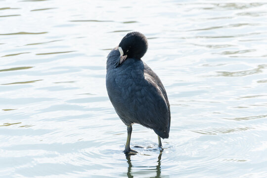 Eurasian Coot Preening Feathers Standing in Rippled Water with Natural Copy Space Background