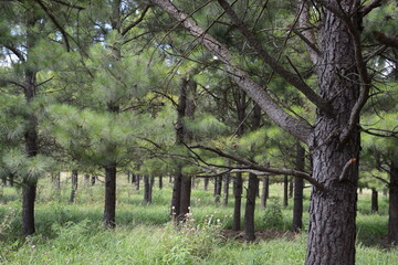 Fototapeta premium pine trees