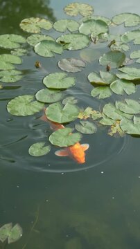 Orange koi gliding beneath lily pads top-down