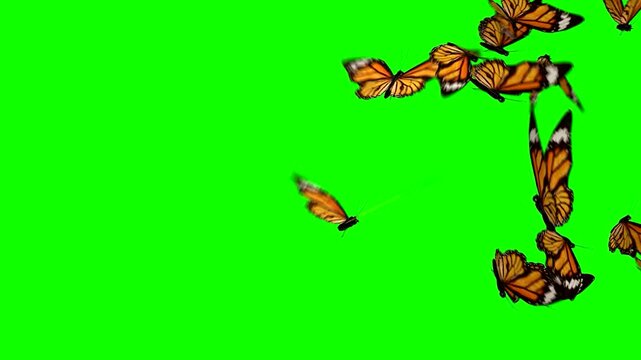 A swarm of monarch butterflies flying across a bright green screen background, creating a dynamic visual effect for nature and wildlife projects
