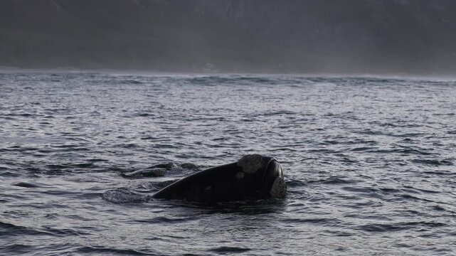A massive bowhead whale briefly surfaces in the ocean, lifting its enormous head above the water. It exhales a powerful breath through its blowholes before gracefully diving back beneath the surface.