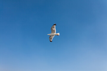 Obraz premium Seagull seen from below with wings fully spread against a blue sky