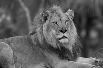 African male lion portrait. Miami Metro Zoo, Miami, Florida, USA.  © Yan