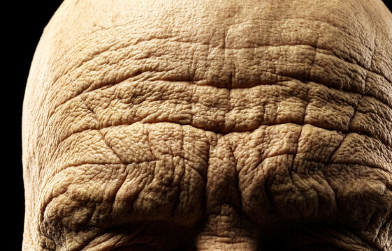 Extreme closeup of deep forehead wrinkles and aging texture on mature skin