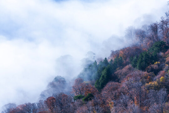 Dense autumn forest on a mountain slope partially obscured by thick rolling morning mist clouds