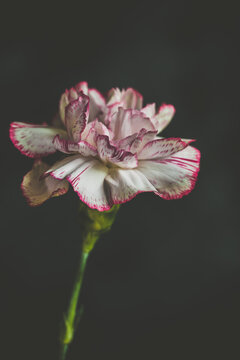 Single white and pink carnation flower on a dark background