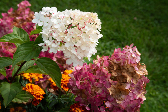 White and pink hydrangea flowers blooming in a garden, surrounded by green foliage and colorful marigolds.