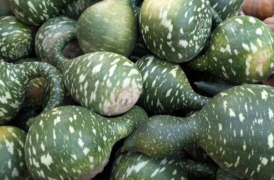 Fresh green bottle gourds calabash harvest at local farm market background